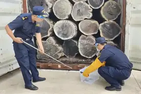 海关在进口原木中发现1条活蛇！长约0.8米，眼睛很小图片