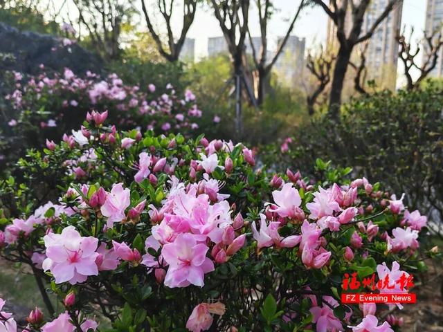 太美了！3万多株杜鹃！福州网红公园，要刷屏！