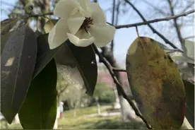 含笑花迎春盛开，打卡这座公园，寻觅特色品种花图片