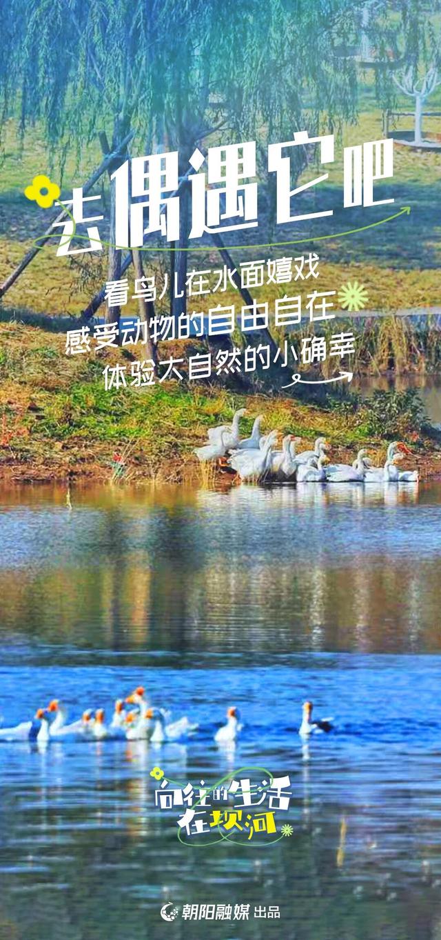 来坝河，过向往的生活吧——