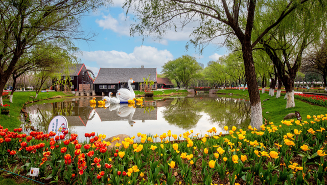 南京郁金香，最新消息