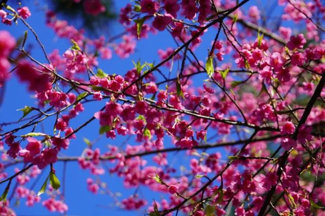 开啦！开啦！福州这里迎来颜值巅峰