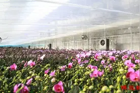 乡村振兴丨临淄：特色种植激发乡村经济新活力图片