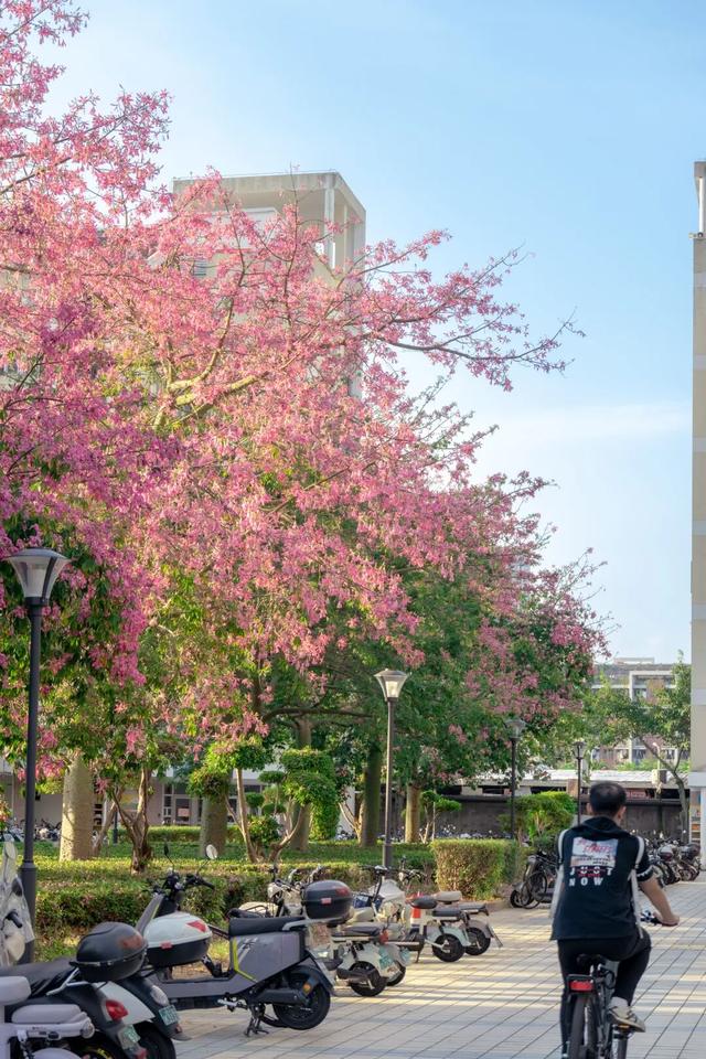 闽侯异木棉全盛登场！是谁的大学这么浪漫呀？