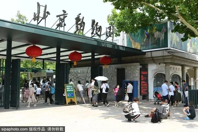 “疯狂动物城”原型，在北京找到了！