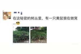 重口味！上海一男子为吃野味，猎捕三十多只黄鼠狼图片