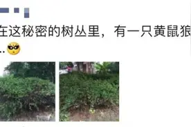 这都敢吃？！上海男子连抓30多只，网友惊了：口味太重图片