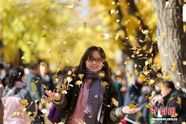 丹东：金色世界的秋日画卷