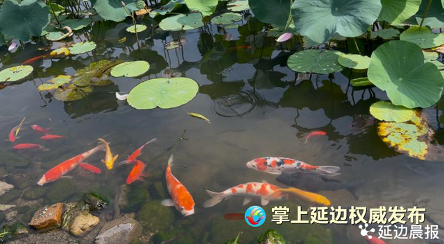 浪漫夏日，为“荷”到延边！赏荷地图来了~