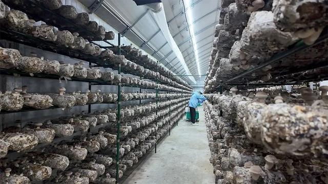 《中国国家地理》重磅推荐 | 探秘中国东部的菌物秘境