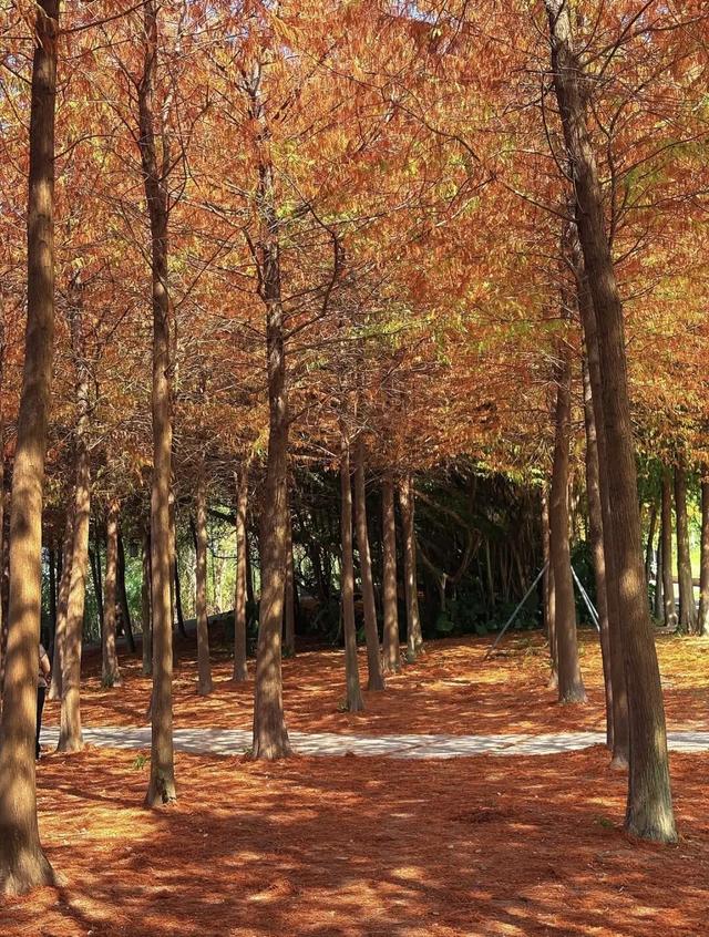 福州秋日限定浪漫已送达，附打卡点位→