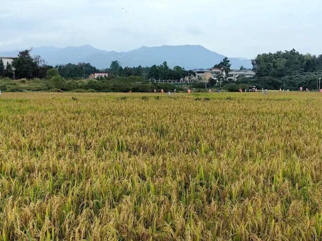 这碗米饭很香甜！杂交水稻“升级”了