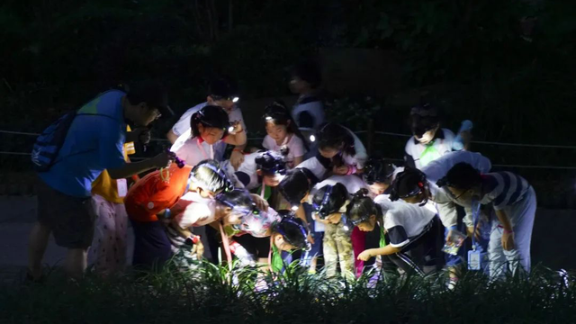 上海夏夜专属福利！这些地方能邂逅萤火虫与“夜精灵”的狂欢
