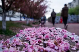 贵州六盘水：樱花飘落别样美图片