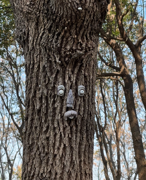 嘿，抬头！鸠江一公园，大树竟然长出“笑脸”了！