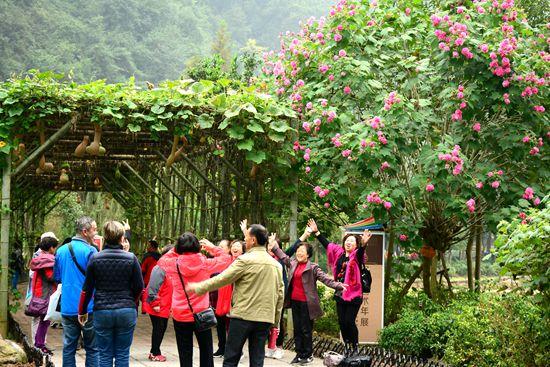 张家界武陵源：层林尽染秋意酣  赴约赏景正当时