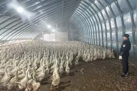 暴雪中万只大鹅面临“生命危险”，民警出手成功解救图片