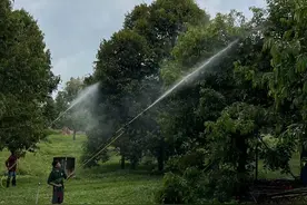 专骗中国人的马来西亚榴莲投资骗局，究竟是怎么回事？图片