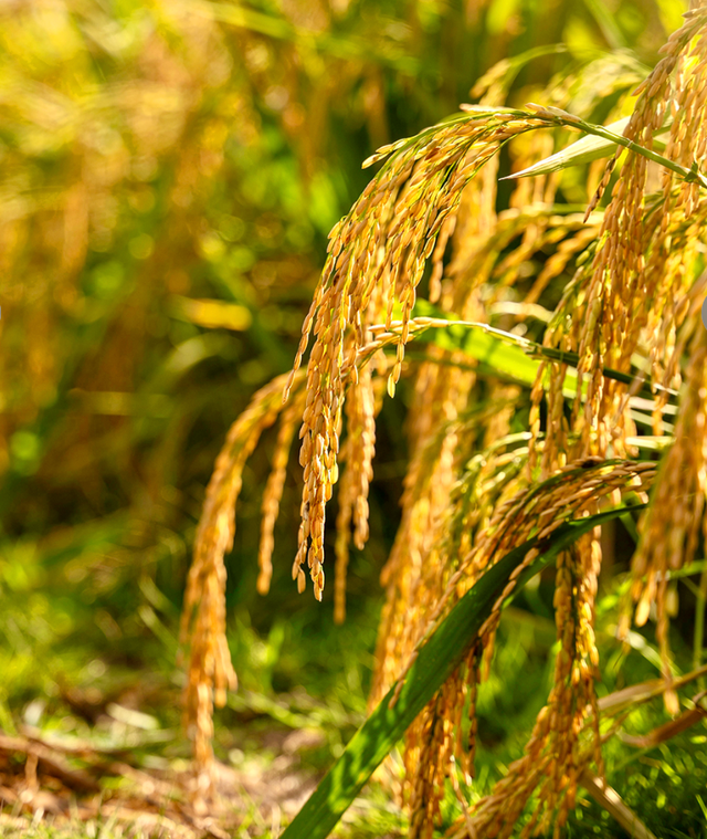 丰收宴、打糍粑 、85折券逛吃...长沙县首届徒步健身走报名启动→