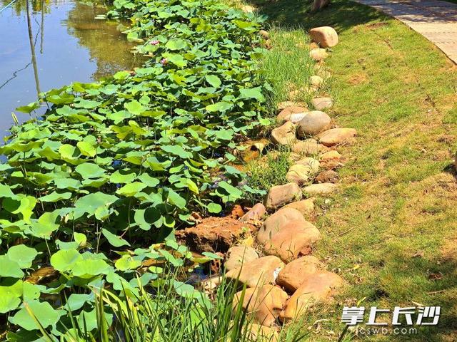 年嘉湖红梅林沿线焕新开放 亲水步道伴绿植升级游园体验