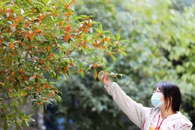 今秋合肥桂花为何还不飘香？专家：此前受高温影响 预计国庆迎来花期图片