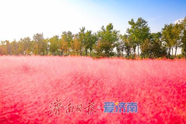 一年四季 泉在济南丨粉浪漫河岸 打卡黄河北