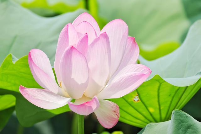 大暑时节圆明园荷花盛放 蜻蜓水鸟共绘“清凉图卷”
