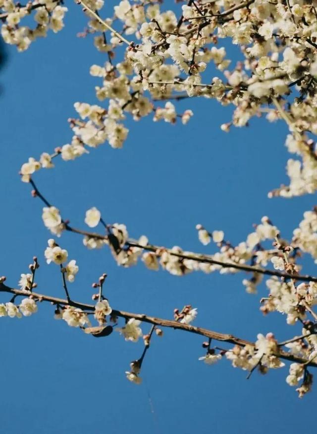 楚雄花开成海！你期盼的春天提前来了