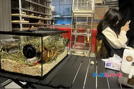 “撸蛇”“撸蜥蜴”！福州年轻人，喜欢上“特别的”……图片