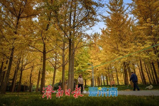 一年四季 泉在济南丨济南森林公园银杏林满目金黄如诗如画