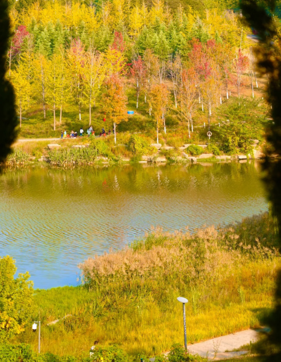 郑州这个“网红”公园的秋色绝了！附公交、地铁路线→