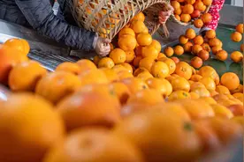 砂糖橘大量上市，这里价格涨近三成！有人过年成筐成筐买图片
