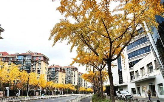 秋色浓度已拉满，申城街头 “赤橙黄绿交响曲”