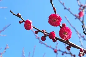 春天去哪些热门地赏花？来看这张全国赏花地图找找灵感图片