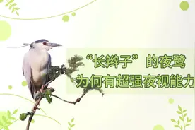 “长辫子”的夜鹭为何有超强夜视能力？图片