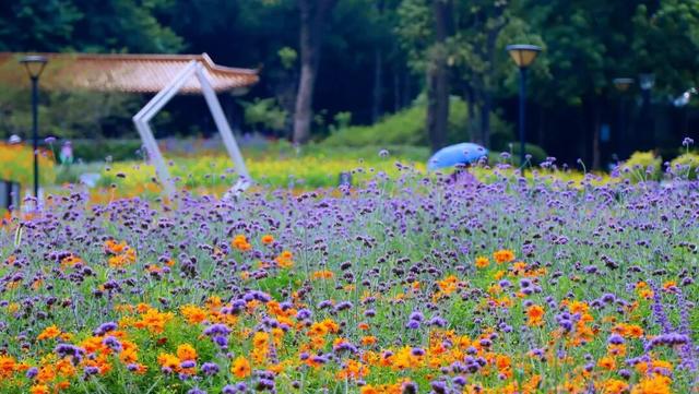 柳北烟火 | 趣游雀儿山 →赏花、娱乐、观鸟一站式攻略奉上！