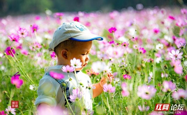 秋游时刻丨在安乡书院洲，被格桑花海和柳林清风彻底治愈了
