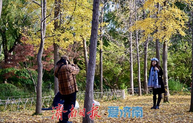 一年四季 泉在济南丨银杏洒金秋意浓 公园变身“天然影棚”
