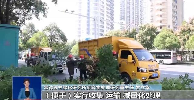 央视关注青岛：落叶“艺术变身”成公园景观和设施