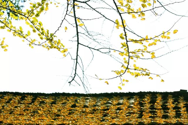 别再瞎找了！这张“黄金版图”全是惊喜