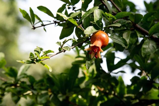 “大美故乡”第11站丨陕西西安