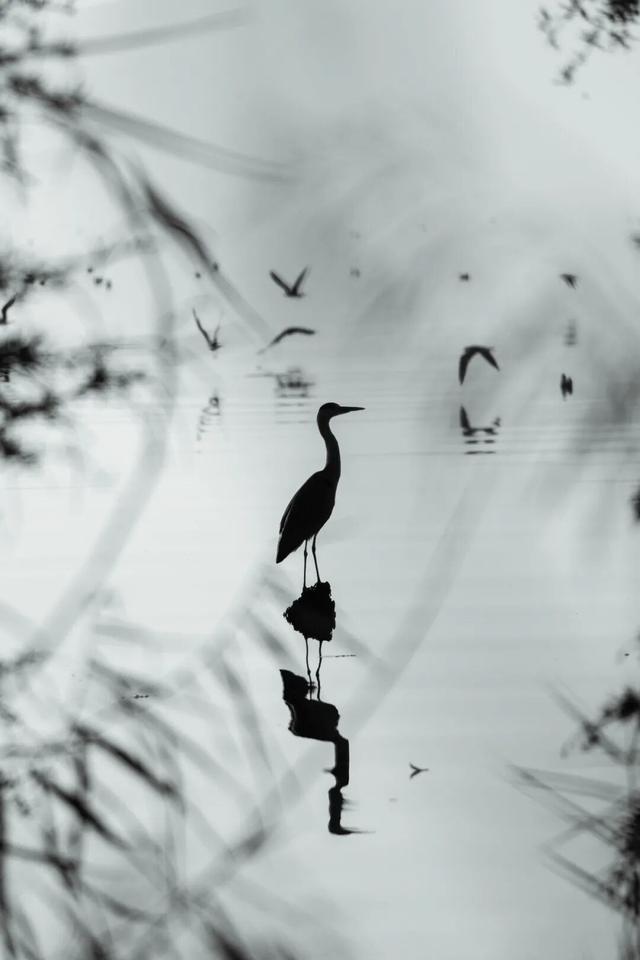 都是小众打卡点！在这些地方看海鸥，景美鸥多还诗意满满~