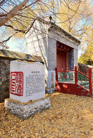 “不如去看一棵树” | 寻初冬彩蛋 圆明园邀您来打卡