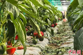 广西南宁辣椒获丰收 现代化农业发展显成果图片