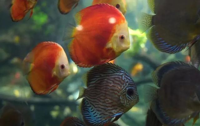 “疯狂动物城”原型，在北京找到了！