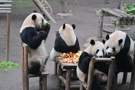 熊猫送福，灵蛇献瑞！重庆动物园的动物们给大家拜年啦图片