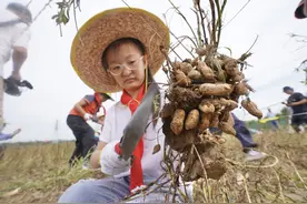 朝阳万亩农田开启秋收，小学生地头收花生品尝丰收喜悦图片