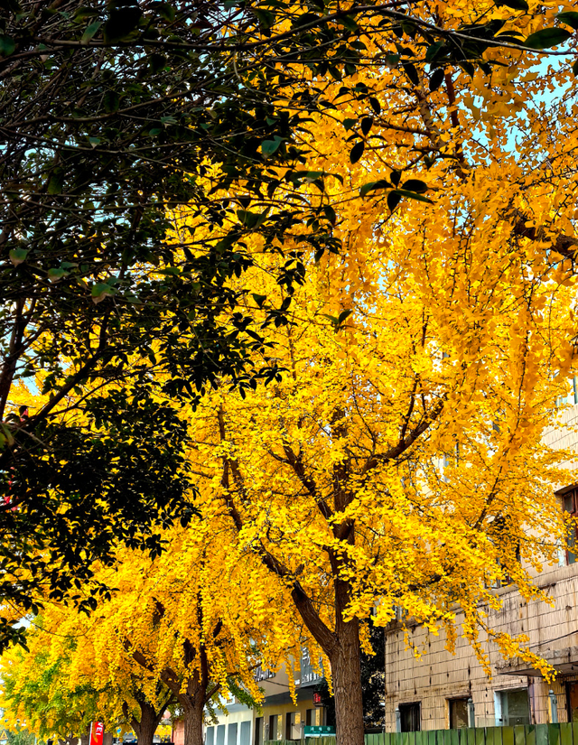 风一吹，索河路就成了金色的世界