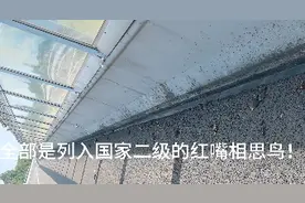 四川一地出现多只死鸟，多为红嘴相思鸟，当地最新回应图片