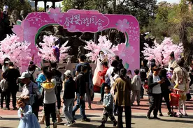 10余场樱花主题活动持续上演，游客感受武昌千年古城魅力图片